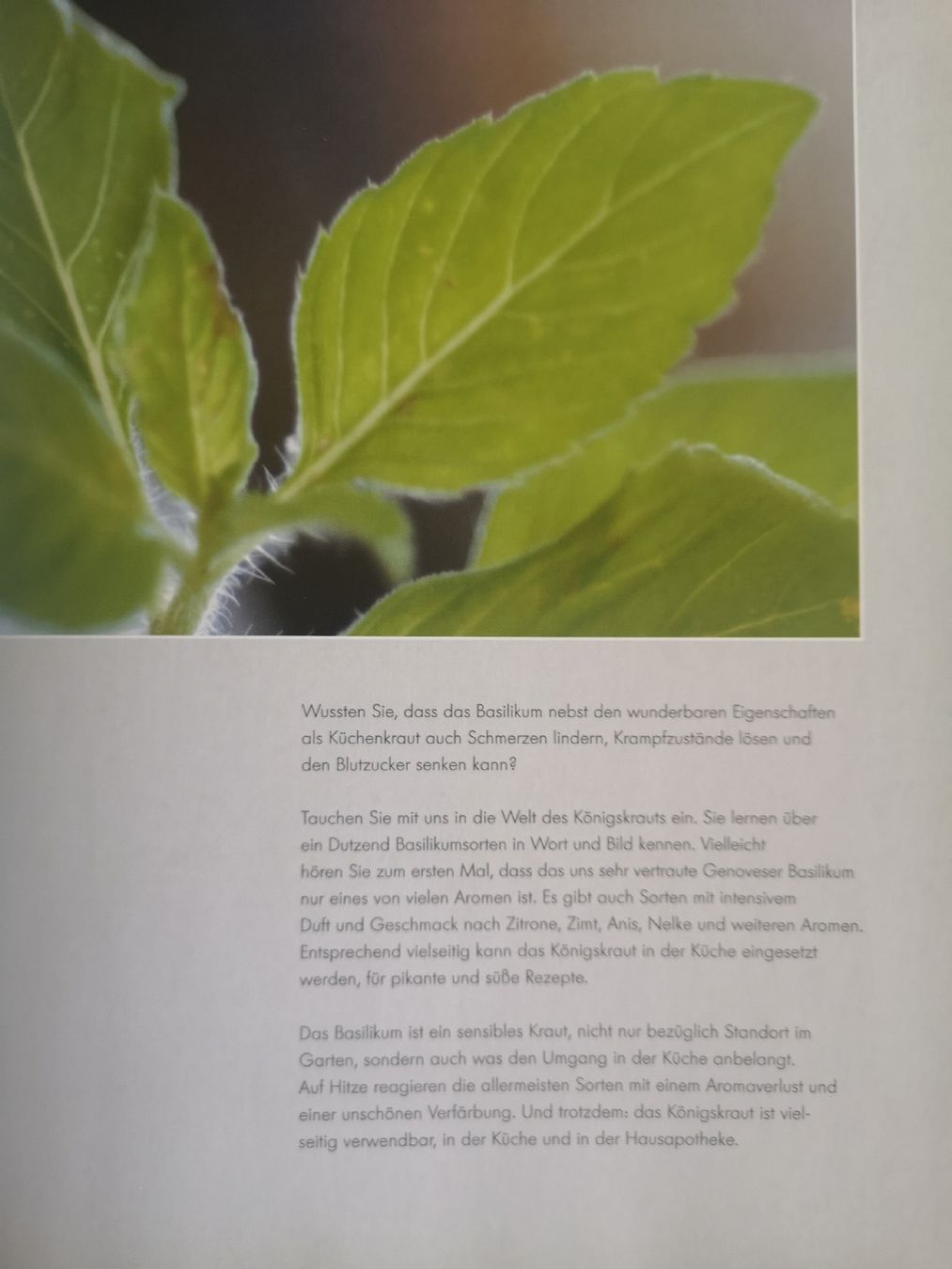 Bücher: Basilikum Buch – Neu (gemäss Beschreibung) aus Biel/Bienne von Rosen21 2