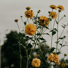 Profile image of sunnymoods