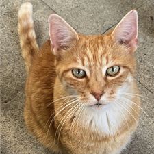Profile image of Wuchi1