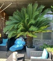 Cycas Revoluta – Japanischer Sagopalmfarn