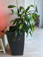 Large indoor plant for sale, perfect for summer vibes!