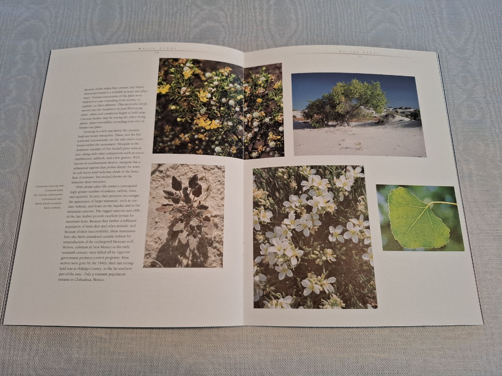 Riviste & Magazine: Katalog White Sands National Monument – Usato da Bäretswil venduto da Galada 5