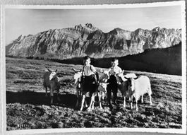 Säntis, Landwirtschaft, Ziegen, Bahnpost, 1947