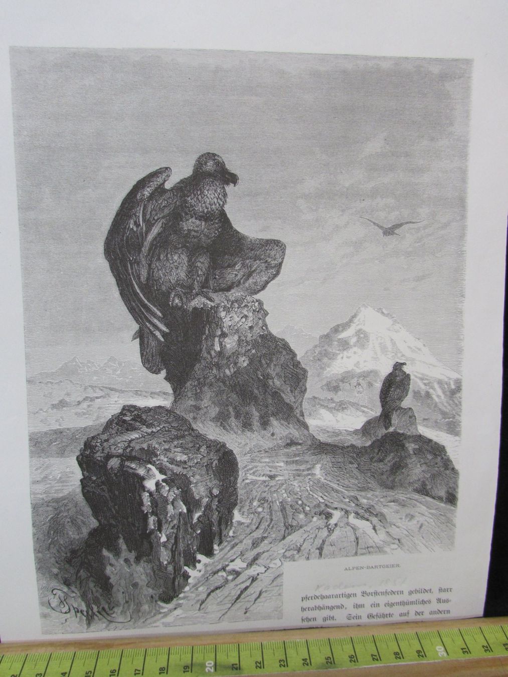 Gravures: Jagdt,Gebirge, 19.Jh. – D'occasion à Walchwil par Shells1 1