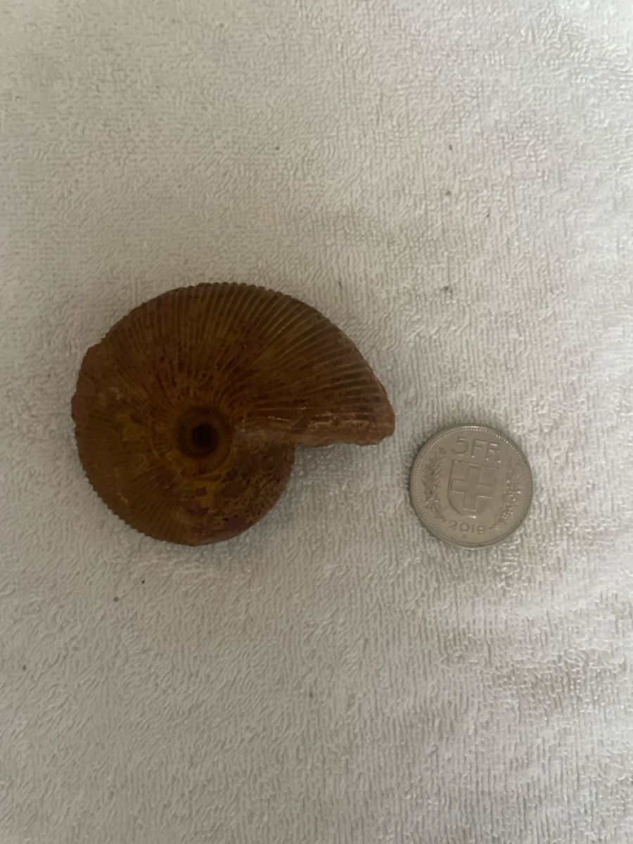 Fossilien: Fossil - Ammonit – Gebraucht aus Niederhelfenschwil von ele_zr5b