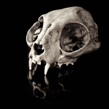 Profile image of NadjaNightmare