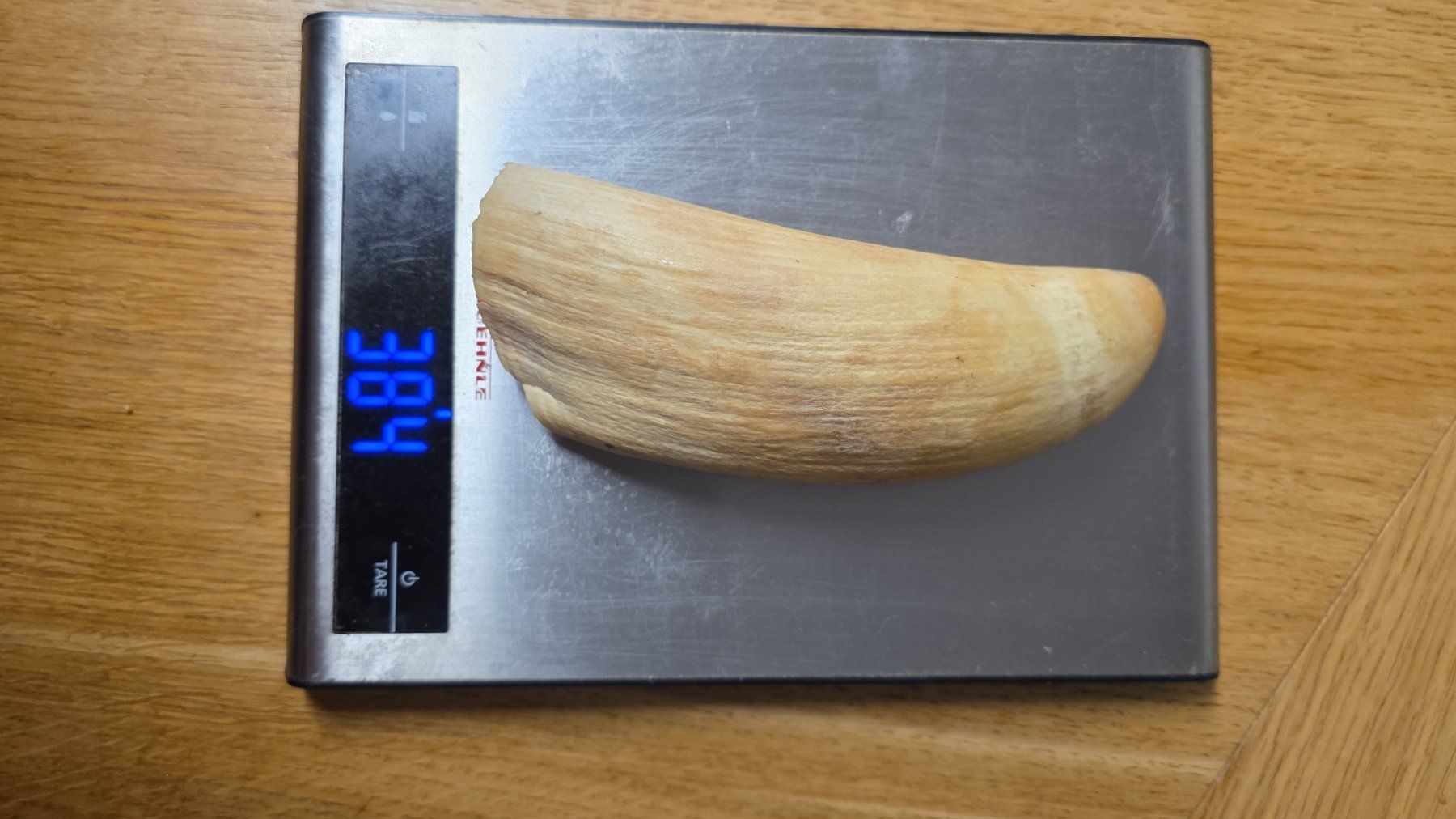Fossili: Spermawal Zahn – Usato da Haslen GL venduto da zol_q9yh