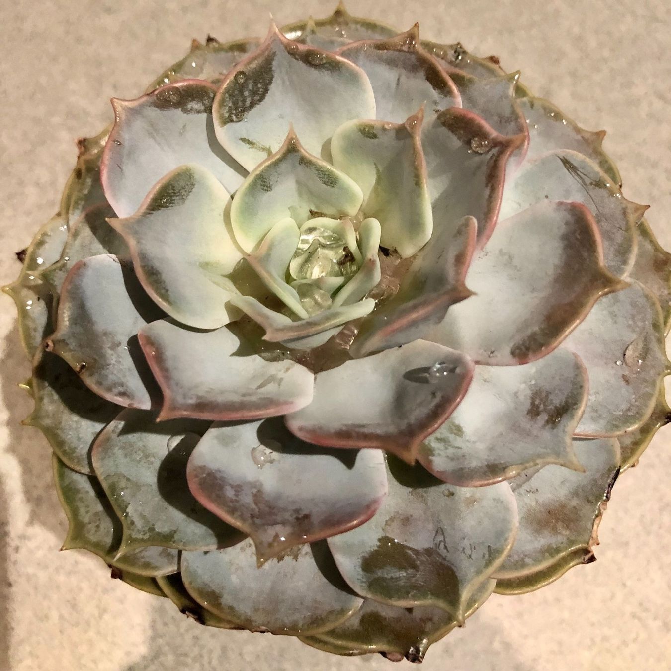 Plantes & graines: Sukkulente  lilacina “GHOST” 20 ↕️ – Neuf avec emballage d'origine à Rovio par POSITIFFARTandPLANTS 3
