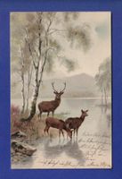 CERF et BICHE