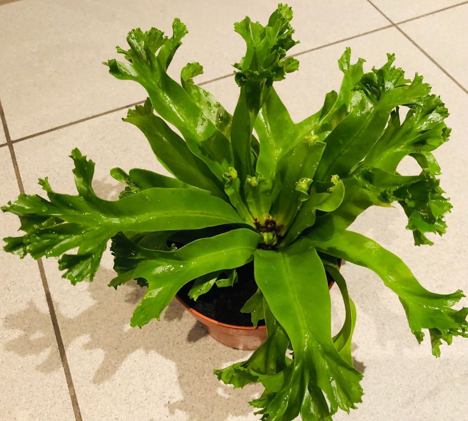 Pflanzen & Samen: Nestfarn “ASPLENIUM NIDUS” 20 cm Zimmer – Neu und originalverpackt aus Rovio von POSITIFFARTandPLANTS 5
