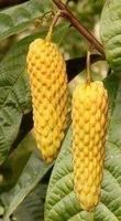 Annona Conica FRUIT TRES RARE 2g