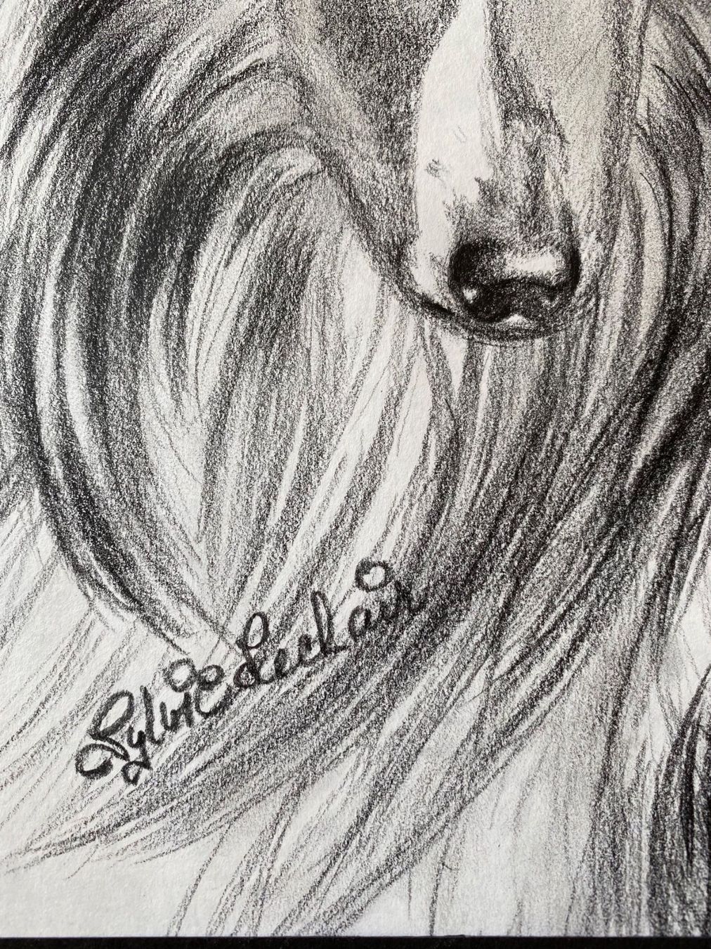 Gemälde: Zeichnung Hund Portrait – Gebraucht aus Bern von schnupka 1