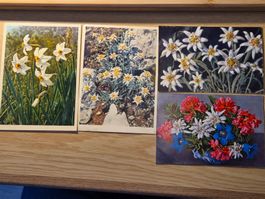 Konvolut 8 Postkarten Blumen und Bäume