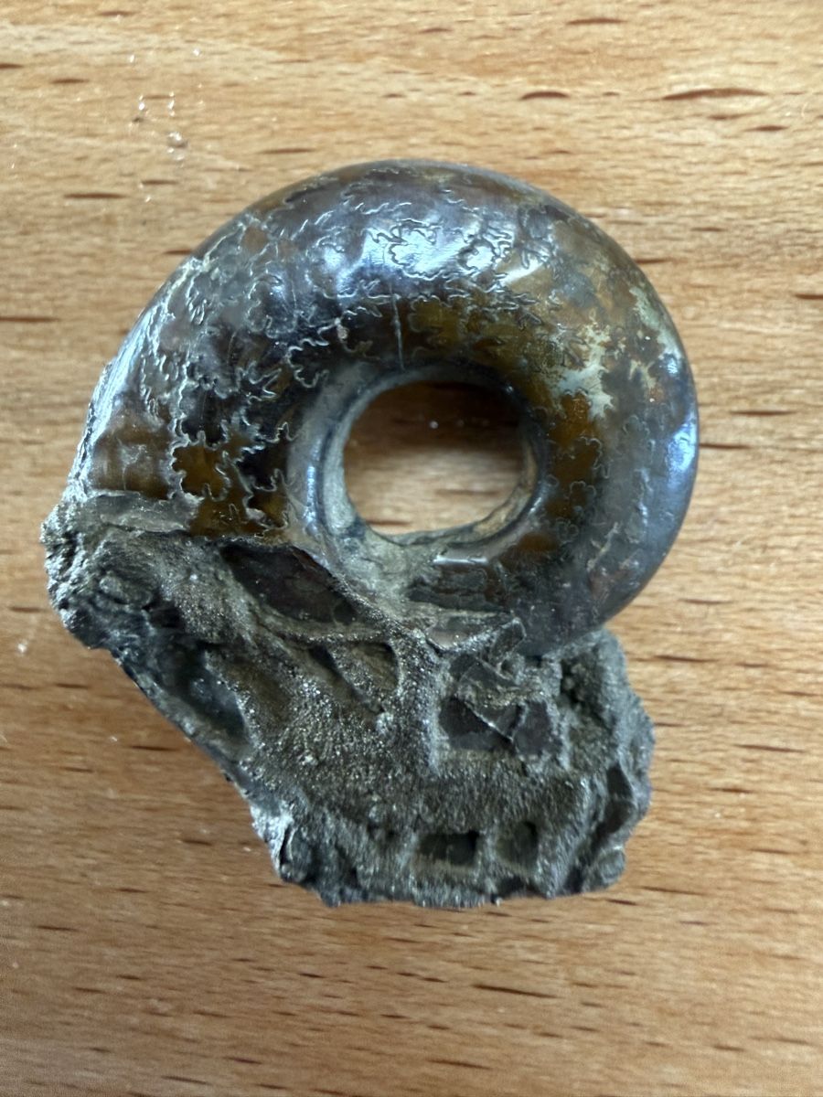 Fossili: Pyritisieter Ammonit – Usato da Grenchen venduto da Bastet007 2