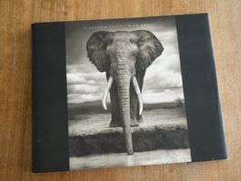 Nick Brandt A Shadow Falls - dramatische Tierporträts S/W