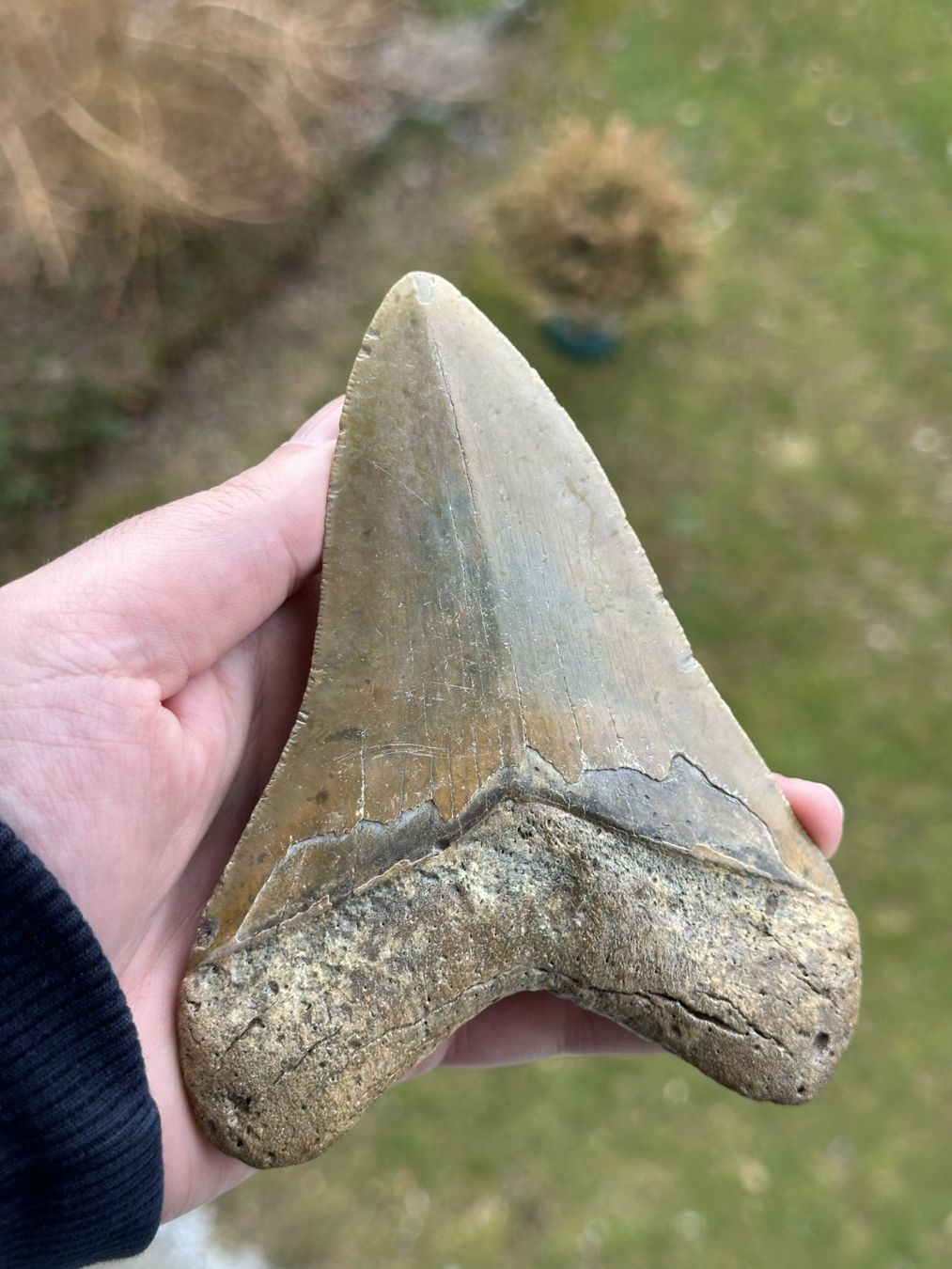 Fossilien: sehr grosser top Megalodon Zahn – Gebraucht aus schüpfen von rica122 1