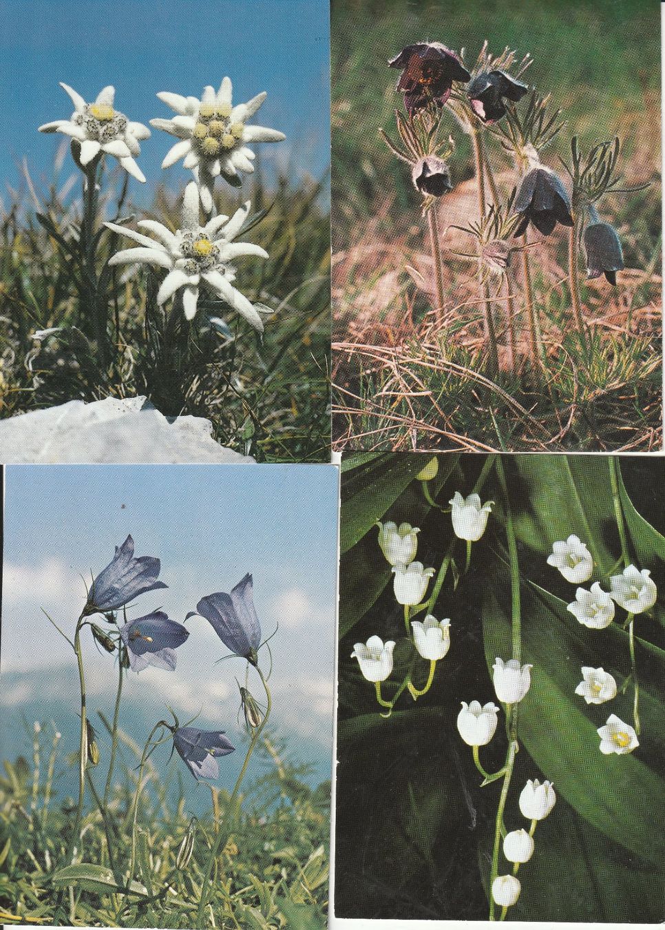 Cartoline postali: 40 Schöne Blummenkarten – Usato da Lumbrein venduto da made02 2
