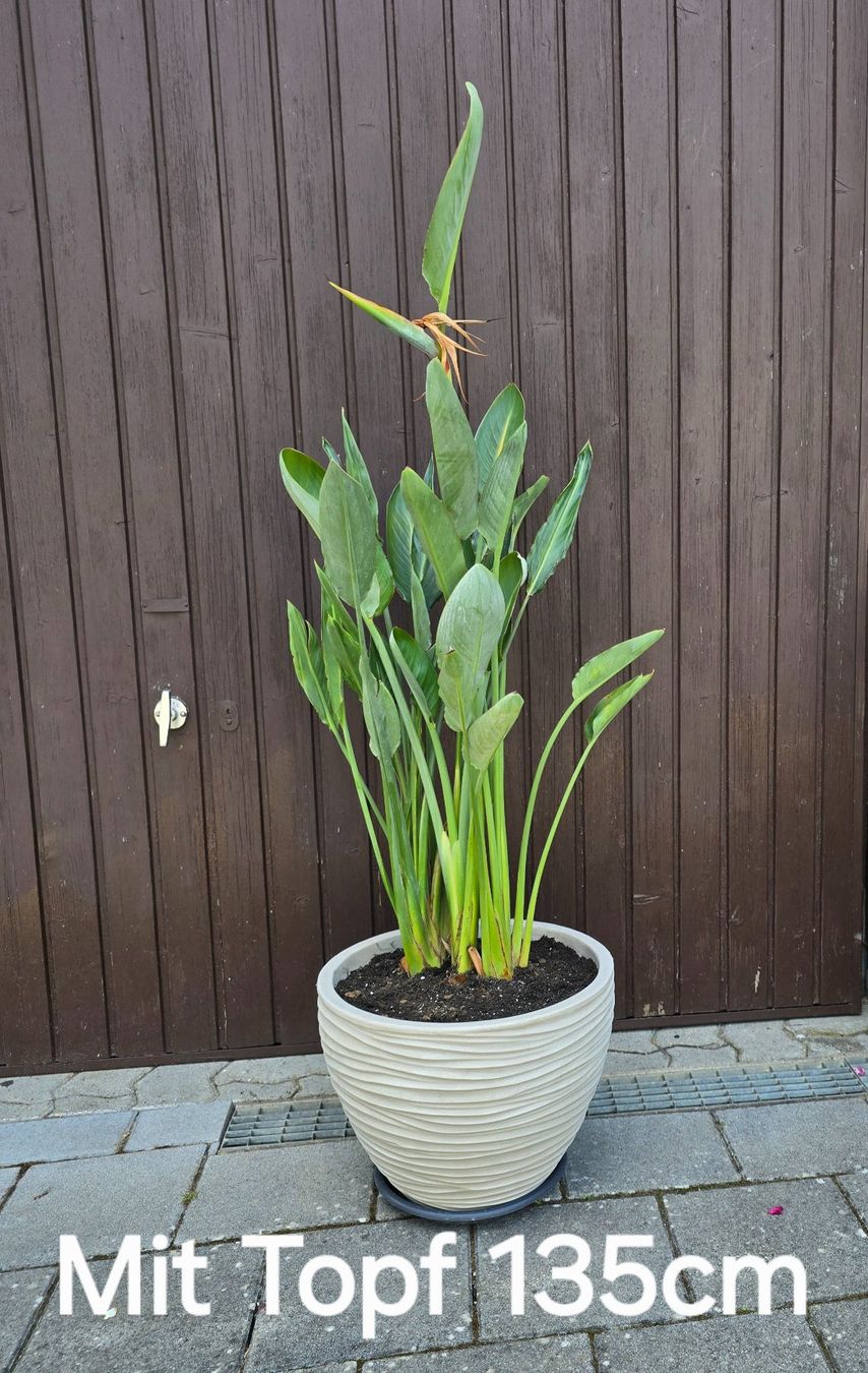 Plantes & graines: Strelize – D'occasion à Aarburg par popkorn65 1