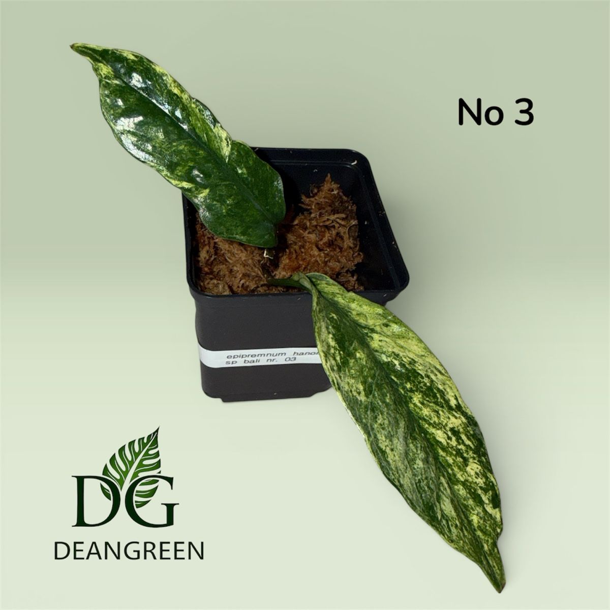 Piante & sementi: Epipremnum hanoman sp bali nr. 03 – Usato da Zürich venduto da DeanGreenZH