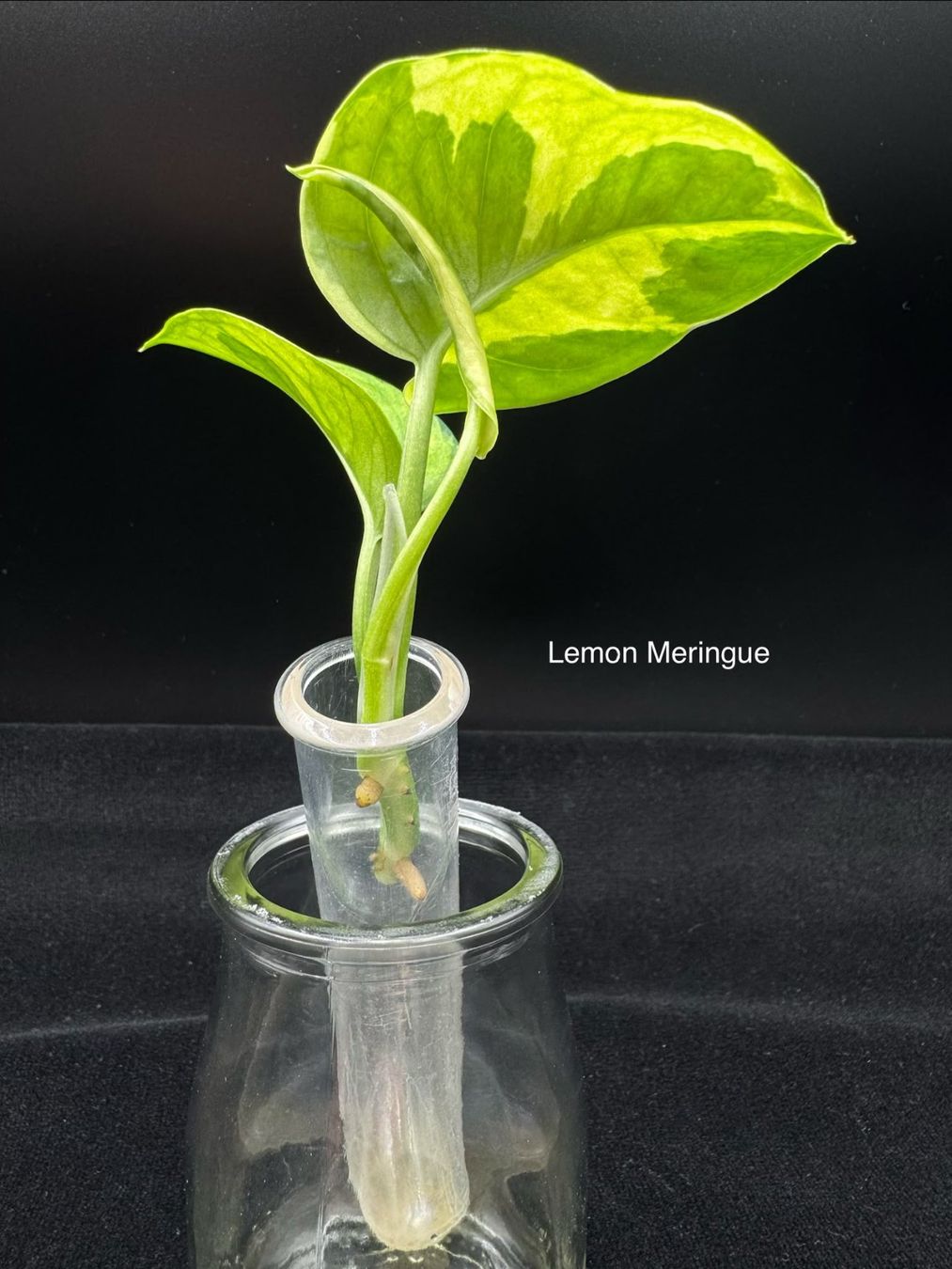 Piante & sementi: Epipremnum aureum 'Lemon Meringue' – Nuovo (secondo la descrizione) da Bühler venduto da googelibear 1