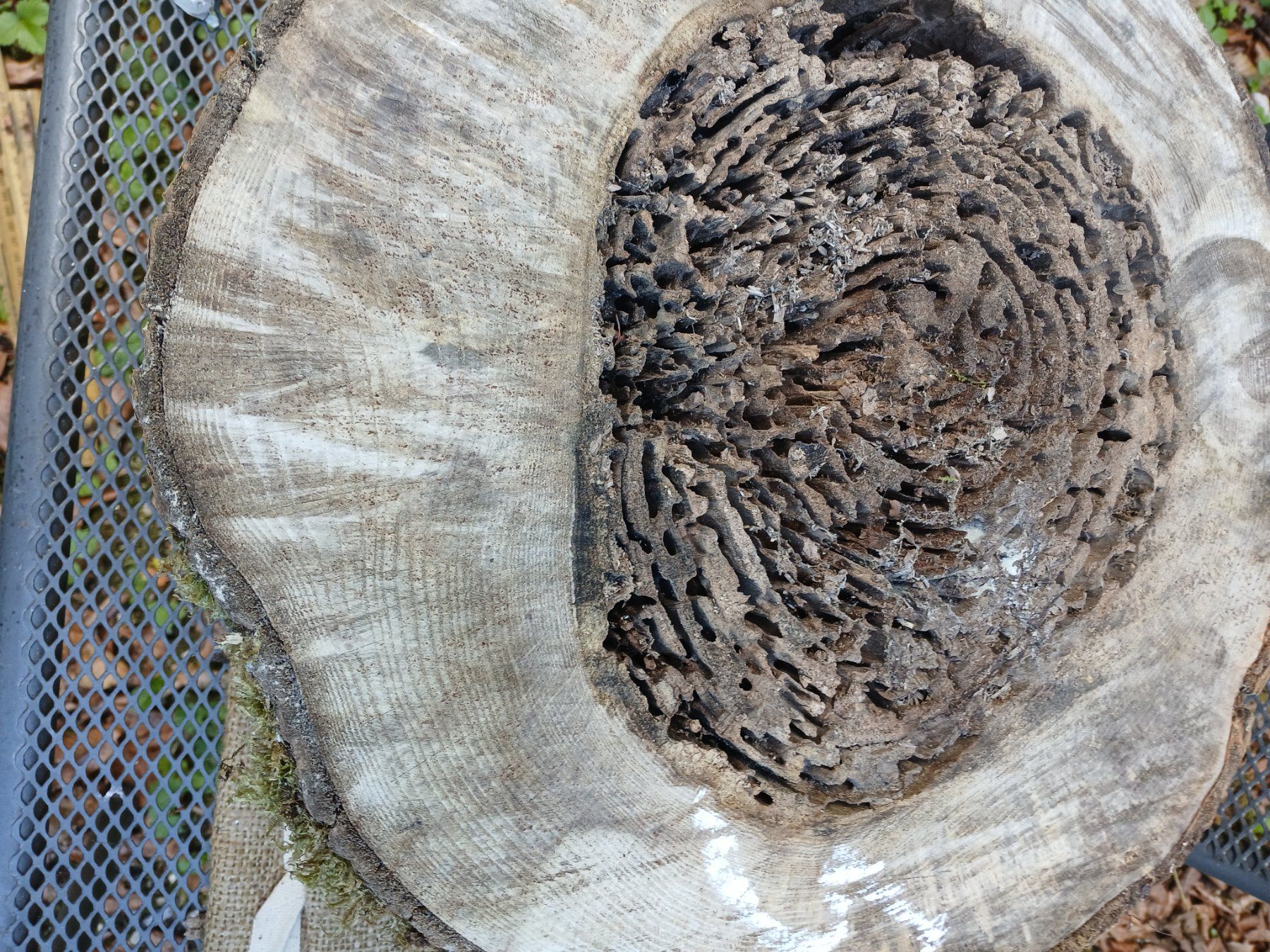 Holzartikel: Baumscheibe innen vermodert >  B5 – Gebraucht aus Bilten von Archiv55 2