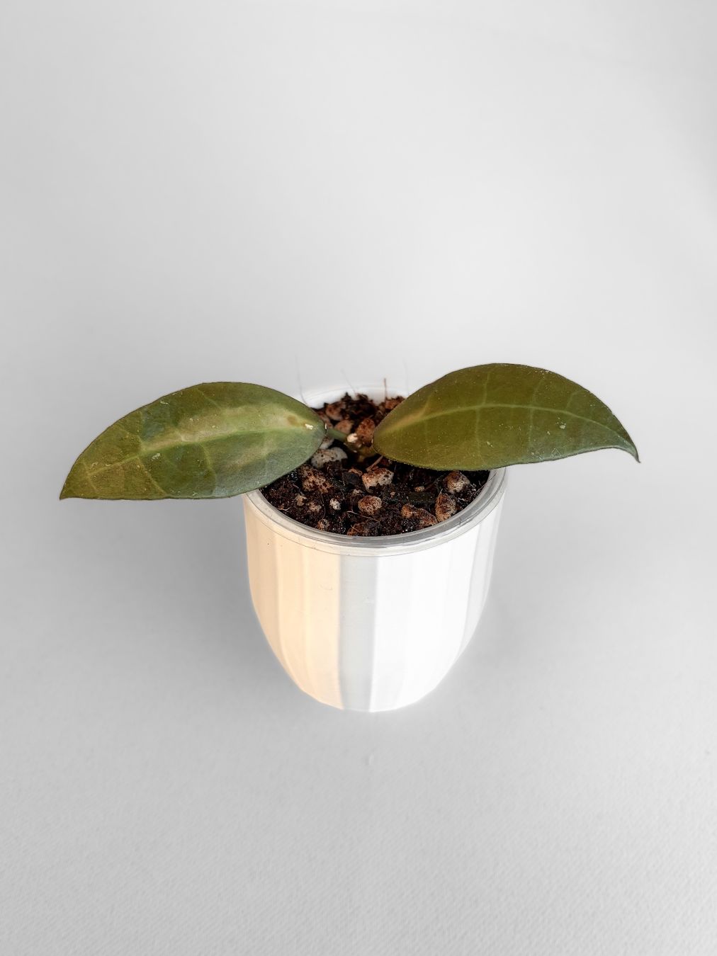Piante & sementi: Hoya Walliniana Inner Variegata – Nuovo (secondo la descrizione) da Seuzach venduto da animaplants 1