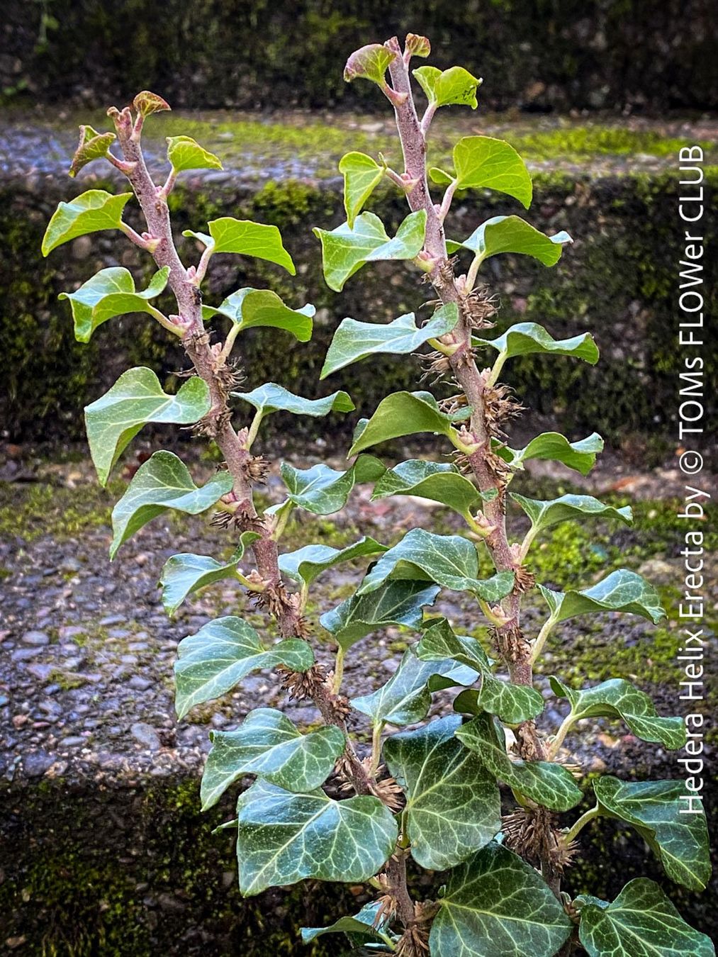 Piante & sementi: Hedera Helix Erecta - architektonischer Efeu – Nuovo e nell'imballaggio originale da Adliswil venduto da asTOMas963
