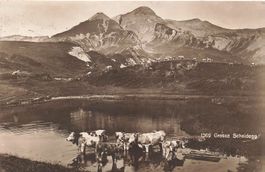 Grosse Scheidegg (BE) Bergsee und Kühe