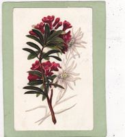 Kitsch Blumen Enzian Alpenrose 1912