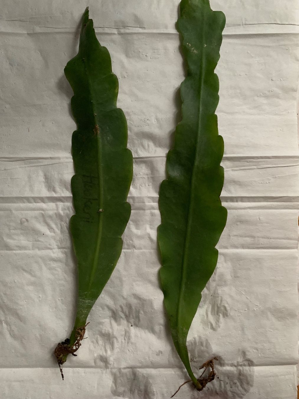 2 Stecklinge Epiphyllum Hookeri Blattkaktus (Usato) a Bern per CHF 7.5   con consegna | Acquista su Ricardo