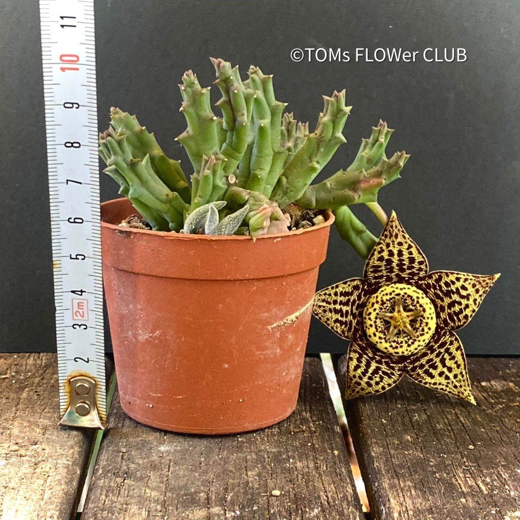 Piante & sementi: Stapelia Variegata / Orbea Variegata - mit Sternen-Blüten – Nuovo e nell'imballaggio originale da Adliswil venduto da astom369 6