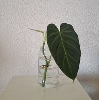 Philodendron Verrucosum Incensii, Kopfsteckling (Neu (gemss  Beschreibung)) in Watt fr CHF 15  mit Lieferung auf Ricardo kaufen