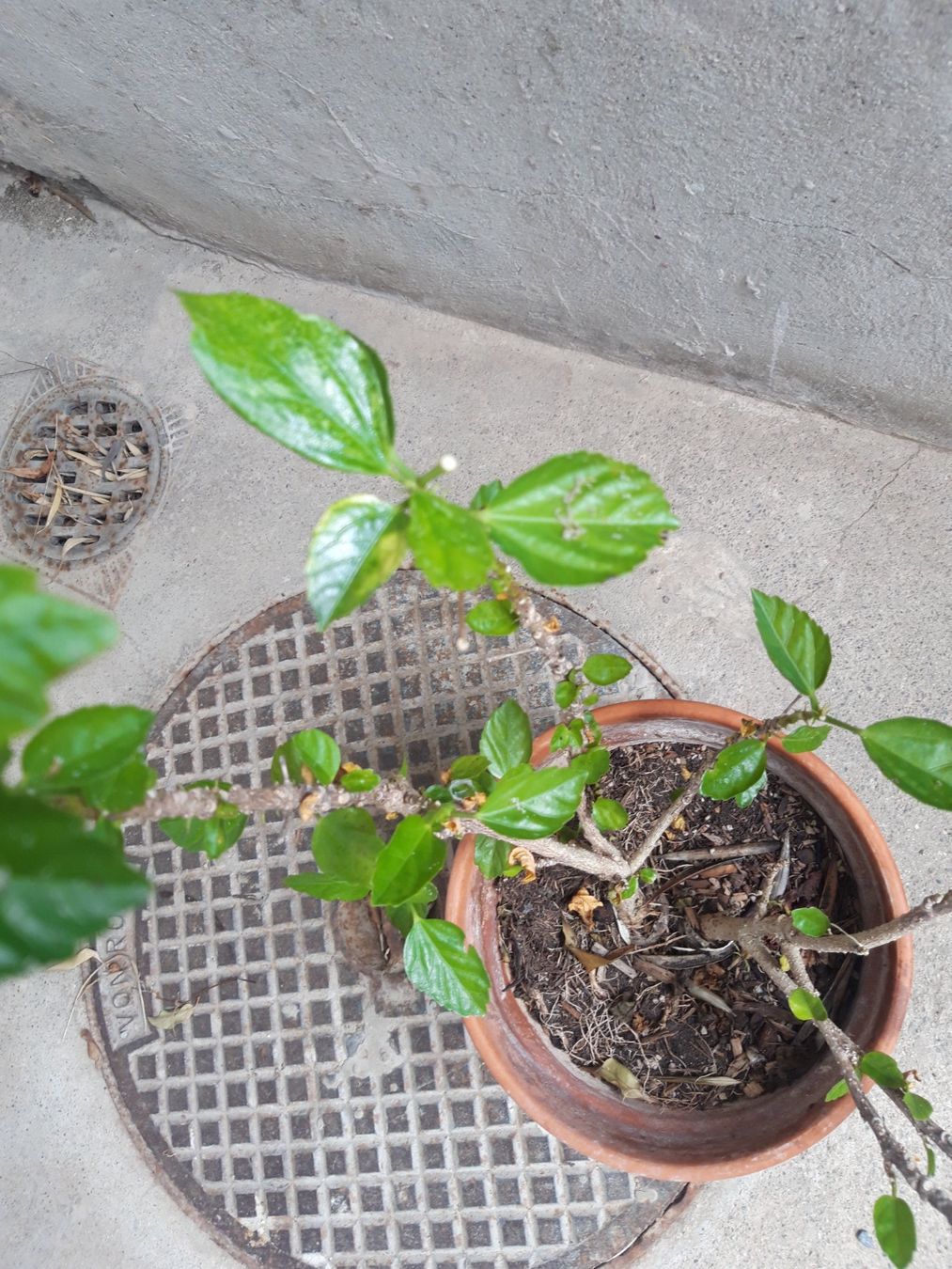 Piante & sementi: Hibiskus ohne Topf – Usato da Feuerthalen venduto da tanatha_st 1
