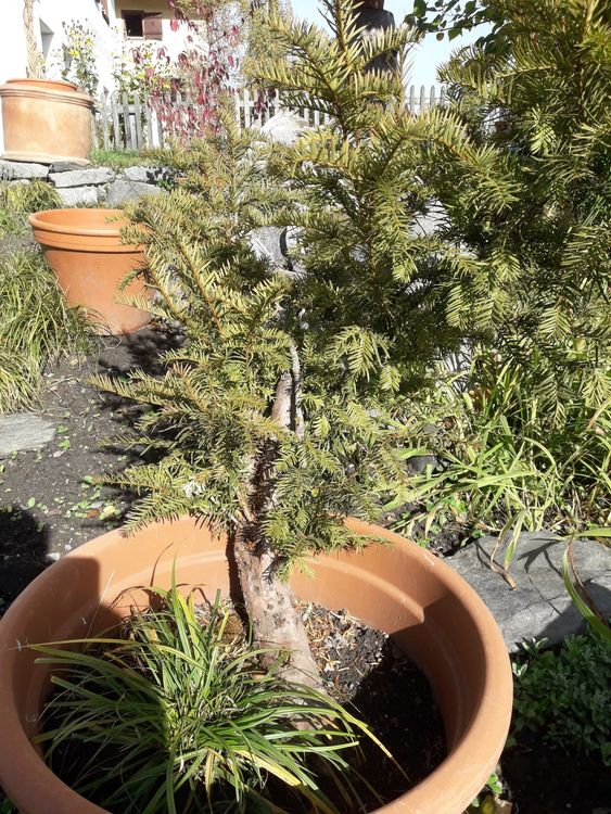 BONSAI Eibe Kaufen auf Ricardo