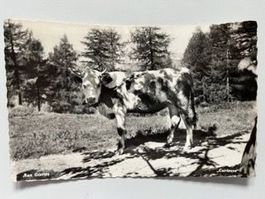 Kuh Aux Giettes Curieuse la vache Massongex