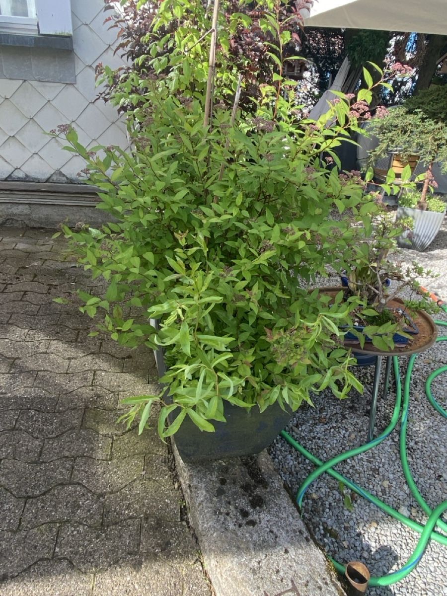 Pflanzen & Samen: Garten – Gebraucht aus Krummenau von Schmudel 2
