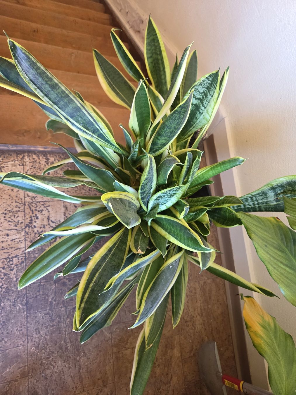 Plantes & graines: Bogenhanf – D'occasion à Wädenswil par weihpos 1