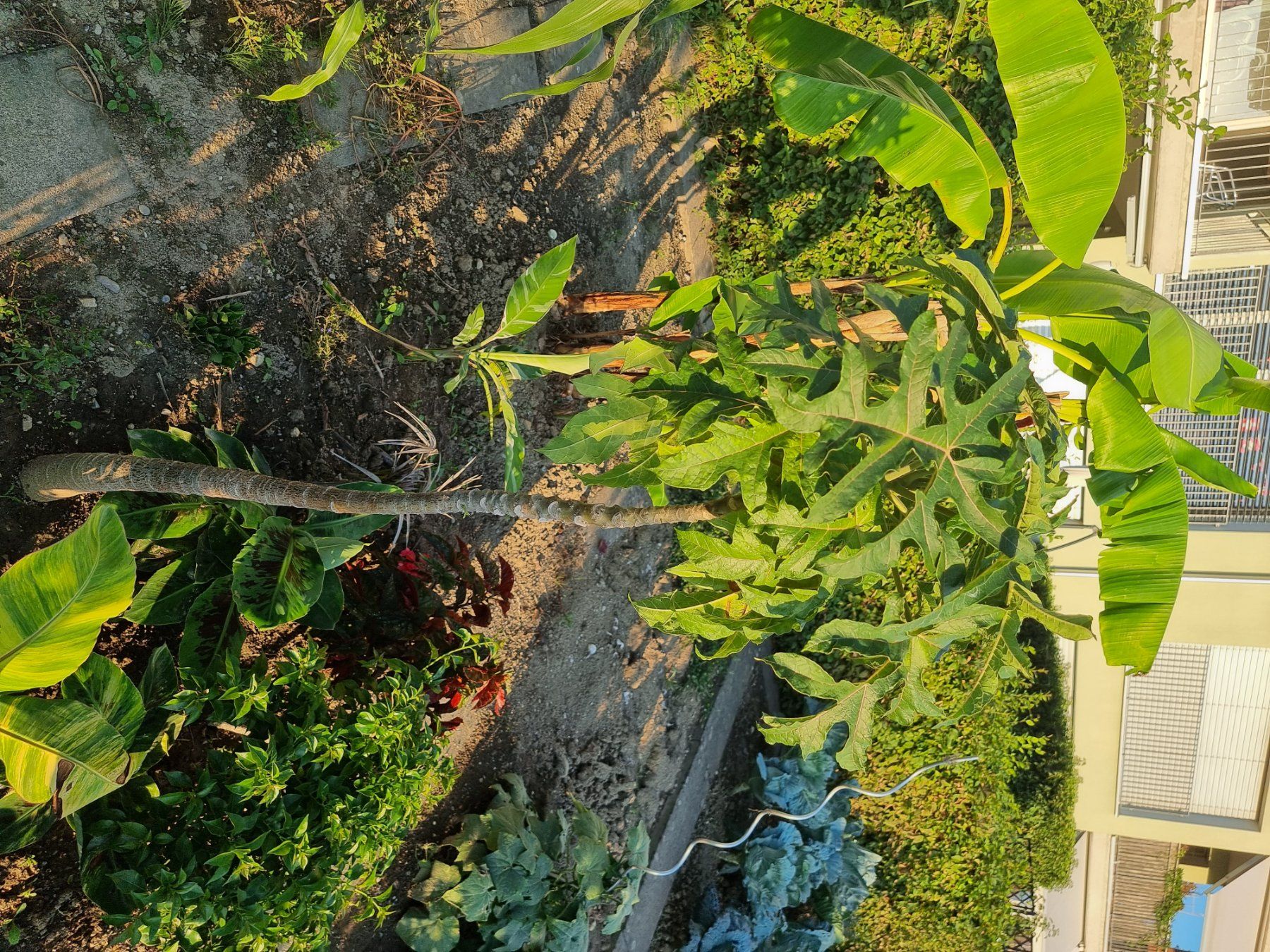 Pflanzen & Samen: Berg-Papaya – Gebraucht aus Uznach von Startrek