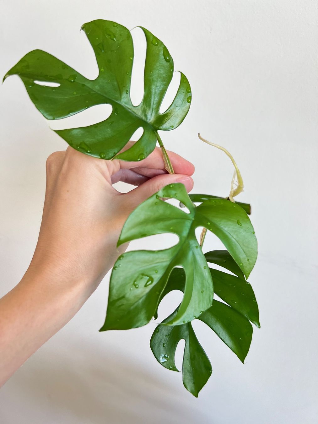 Piante & sementi: Monstera minima Kopfsteckling🔥 – Usato da Glattpark(Opfikon) venduto da ste_n99y 3