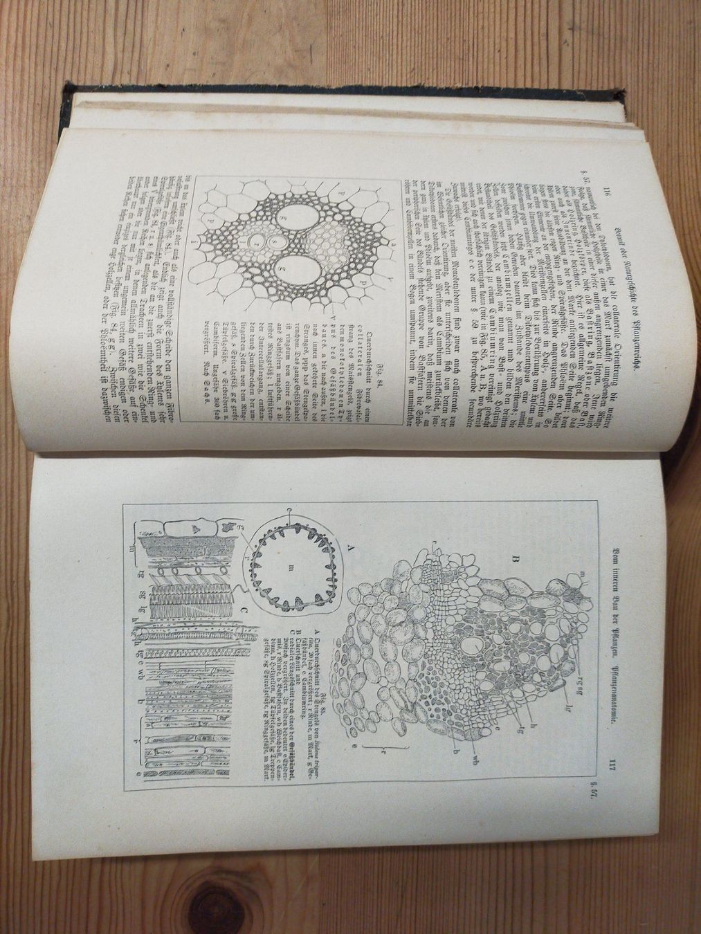 Libri: Buch Leunis Synopfis Pflanzenkunde 1883 – Usato da Ehrendingen venduto da Axe31 6