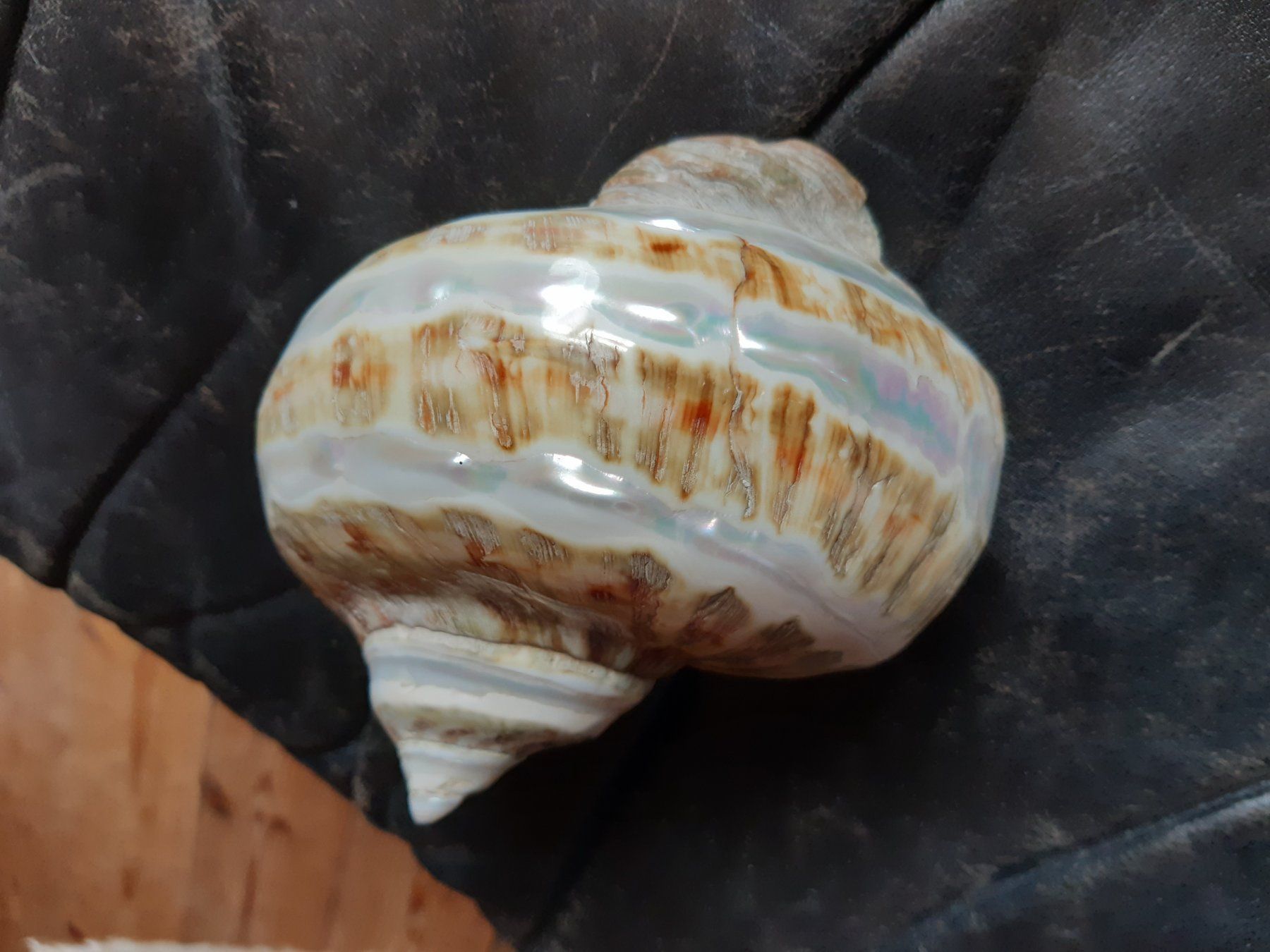 Altre raccolte & rarità: Spezielle Schnecke – Usato da Flawil venduto da Uncristalized