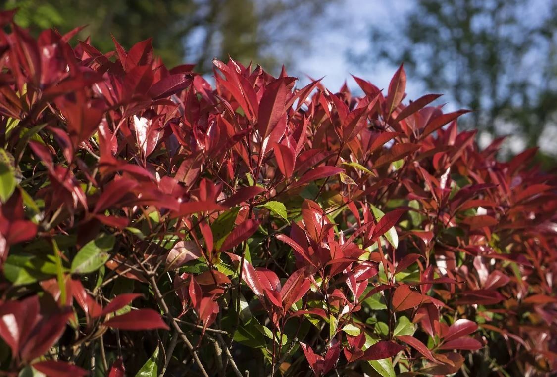 Pflanzen & Samen: Photinia fraseri x "Devils Dream" (125cm) – Neu und originalverpackt aus Sursee von pflugshaupt01 1