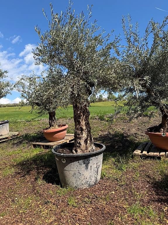 Pflanzen & Samen: Olivenbaum "Olea Europea 7 – Gebraucht aus Zuckenriet von Thur_Plant 3