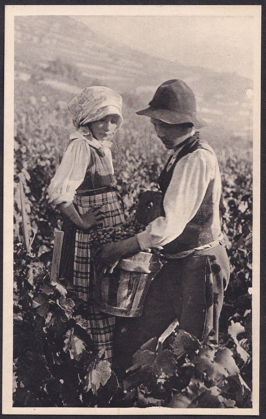 Cartoline postali: Bauernleben Landwirtschaft Weinlese – Usato da Olten venduto da clotaldi