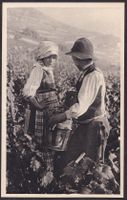 Bauernleben Landwirtschaft Weinlese