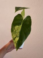Alocasia Macrorrhiza Aurea Variegata im SB-Topf