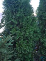 10 Stück Lebensbaum Thuja Heckenpflanzen gebraucht im Topf
