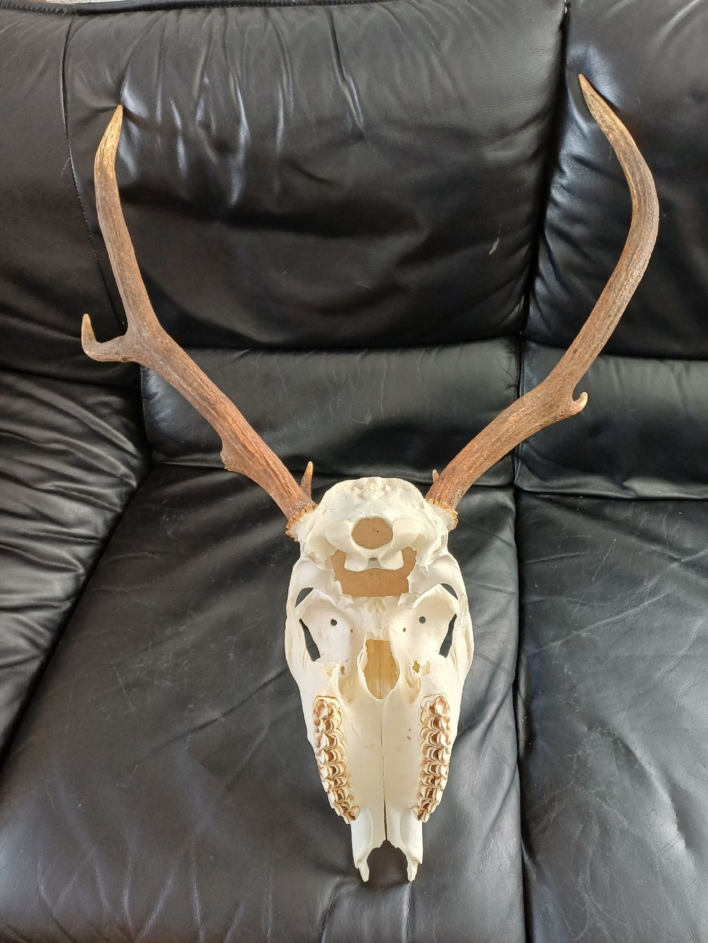 Il mondo degli animali: Hirschschädel mit Geweih, Jagdtrophäe, Deko, Schweiz – Usato da Ebersecken venduto da Napf08 1