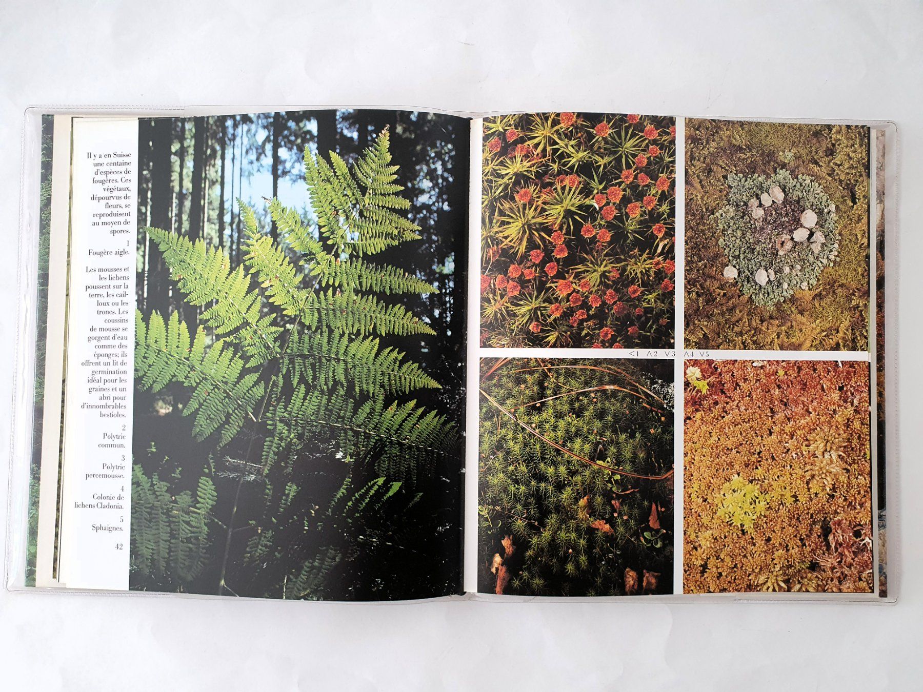 Libri: Nos forêts, E. Krebs, W. Imber, Editons Mondo, 1981 – Nuovo (secondo la descrizione) da Martigny venduto da Abm1000 3