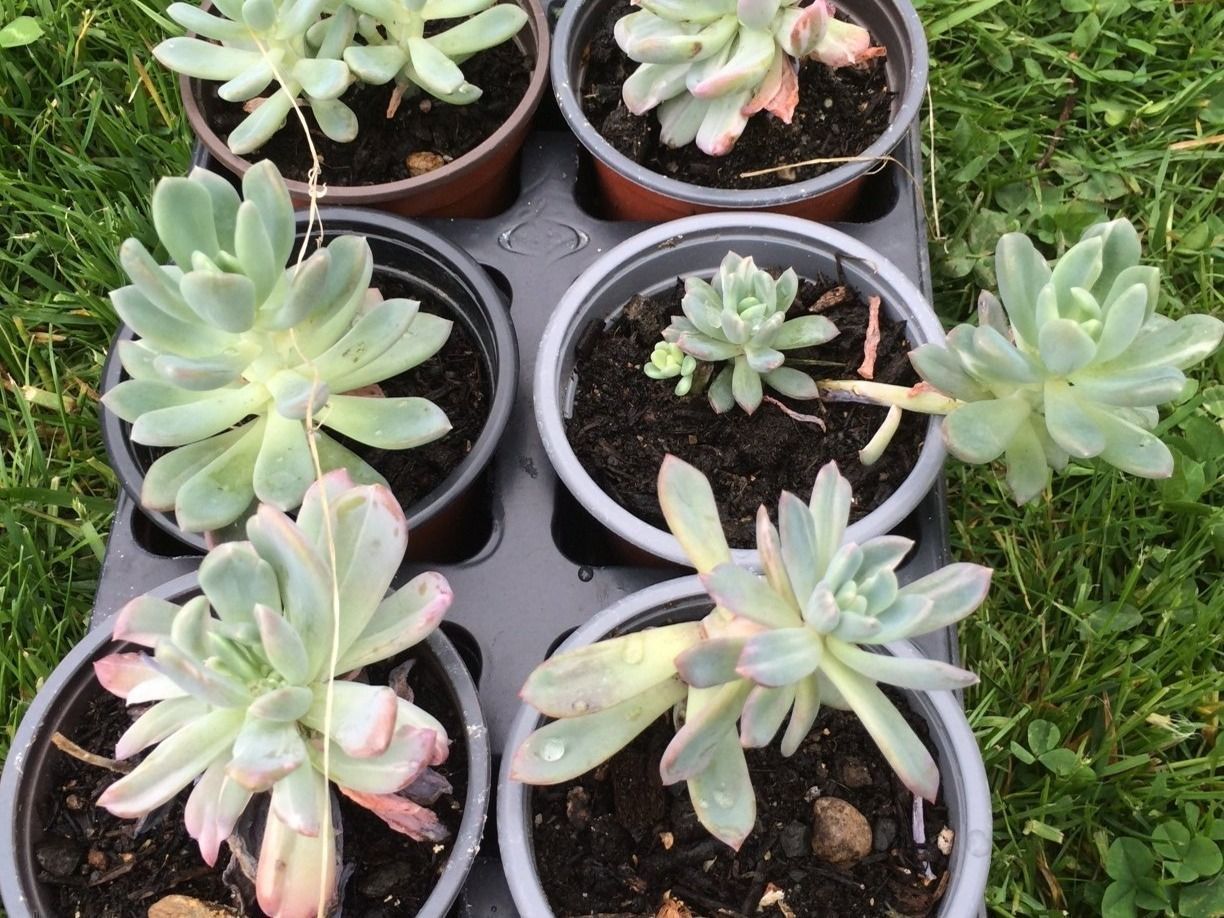 Piante & sementi: Echeveria runyonii – Nuovo (secondo la descrizione) da Vinelz venduto da Wellensittich55 1